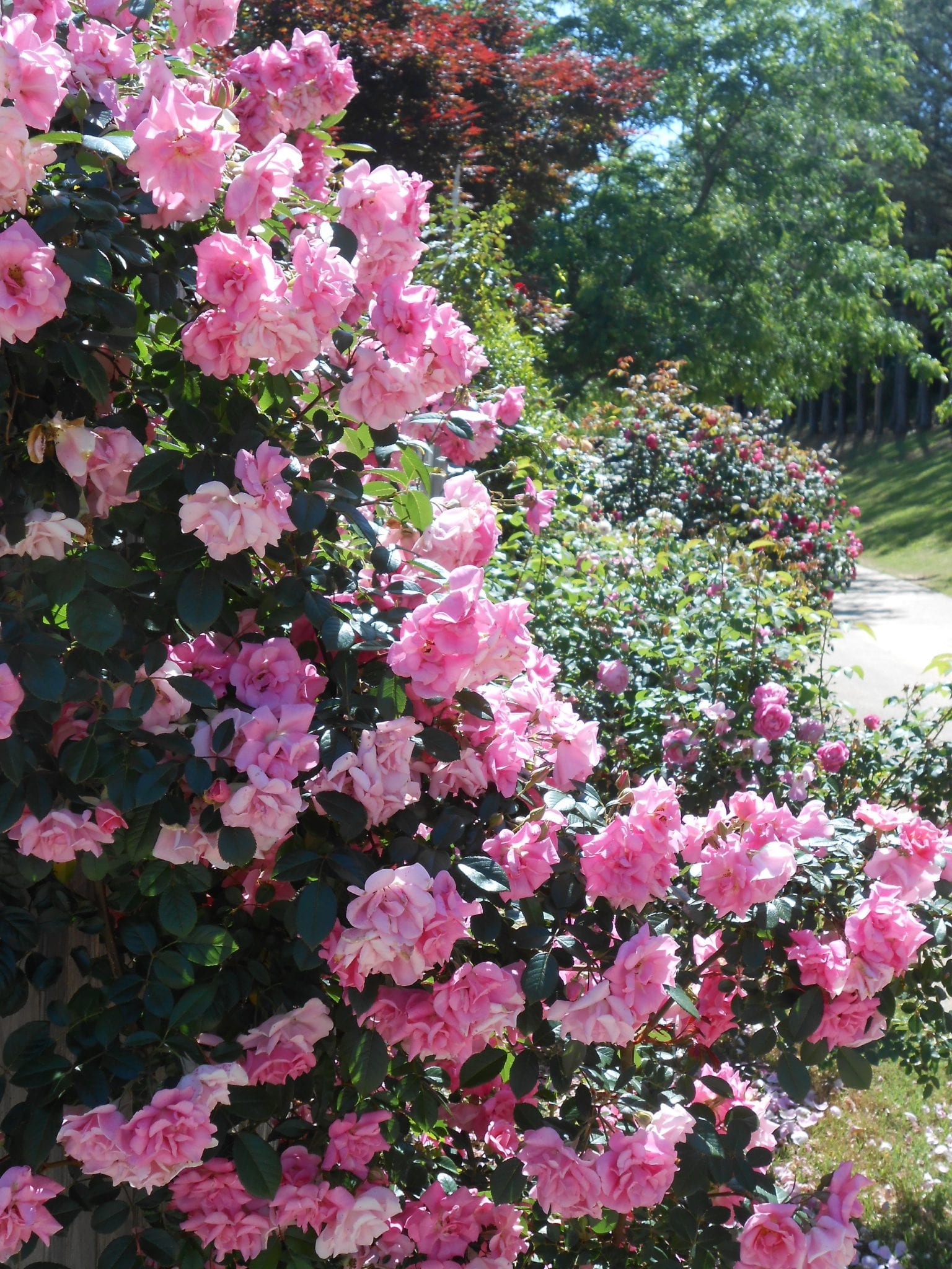 Pinkie Melvilles Roses