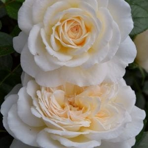 Bonnie Babes – Melvilles Roses