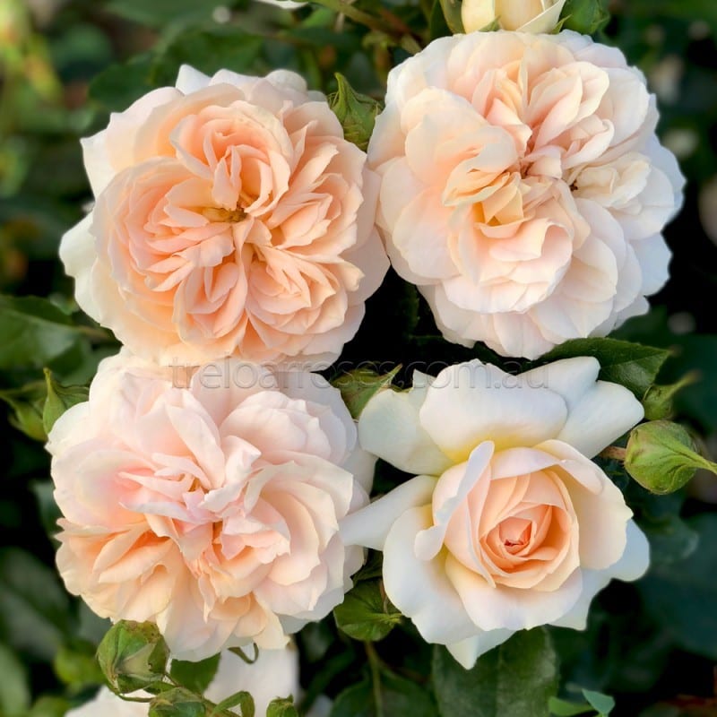 Garden of Roses – Melvilles Roses