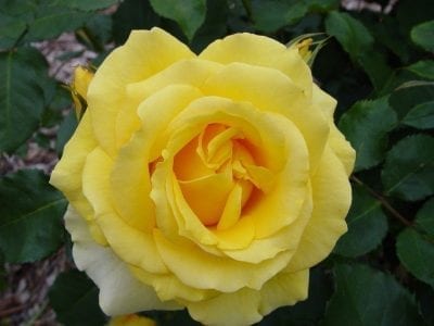 Gold Bunny – Melvilles Roses