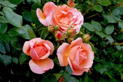 Heaven On Earth – Melvilles Roses