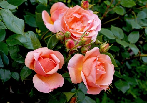 Melvilles Roses – Rose n Garden Perth