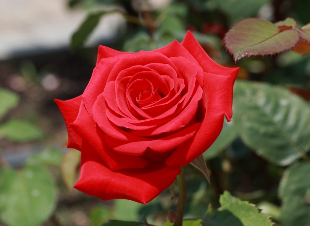 Kardinal – Melvilles Roses