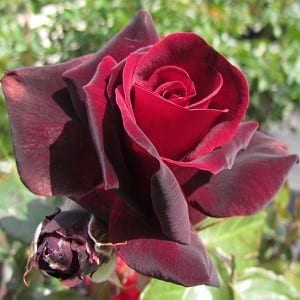 Le Rouge et le Noir – Melvilles Roses