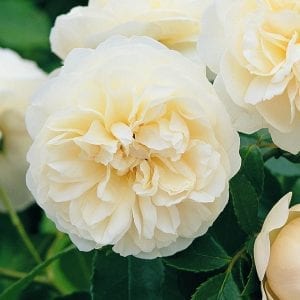 Is there a rose called Cecilia?