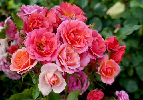 Melvilles Roses – Rose n Garden Perth