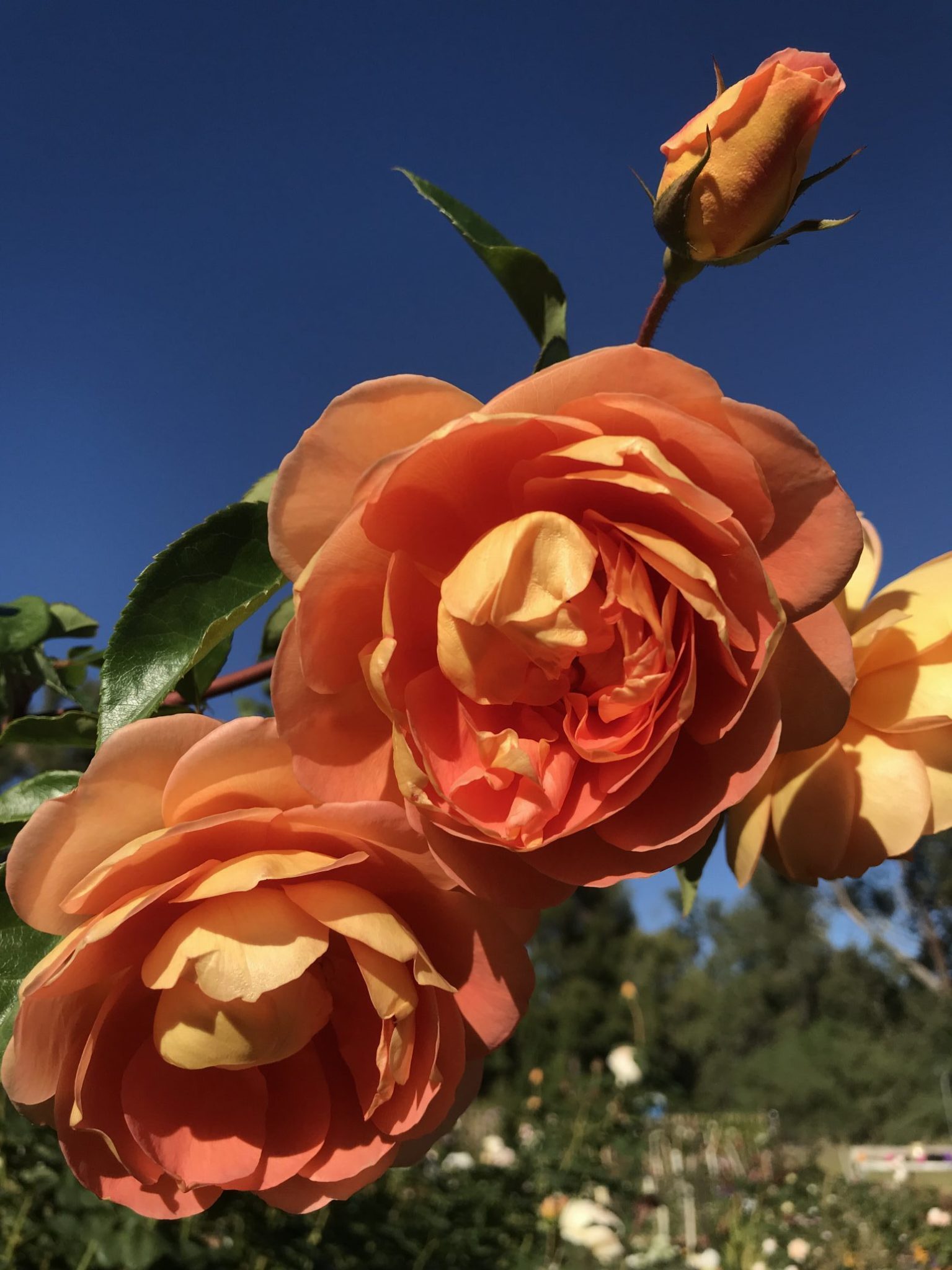 Роза Априкот нектар