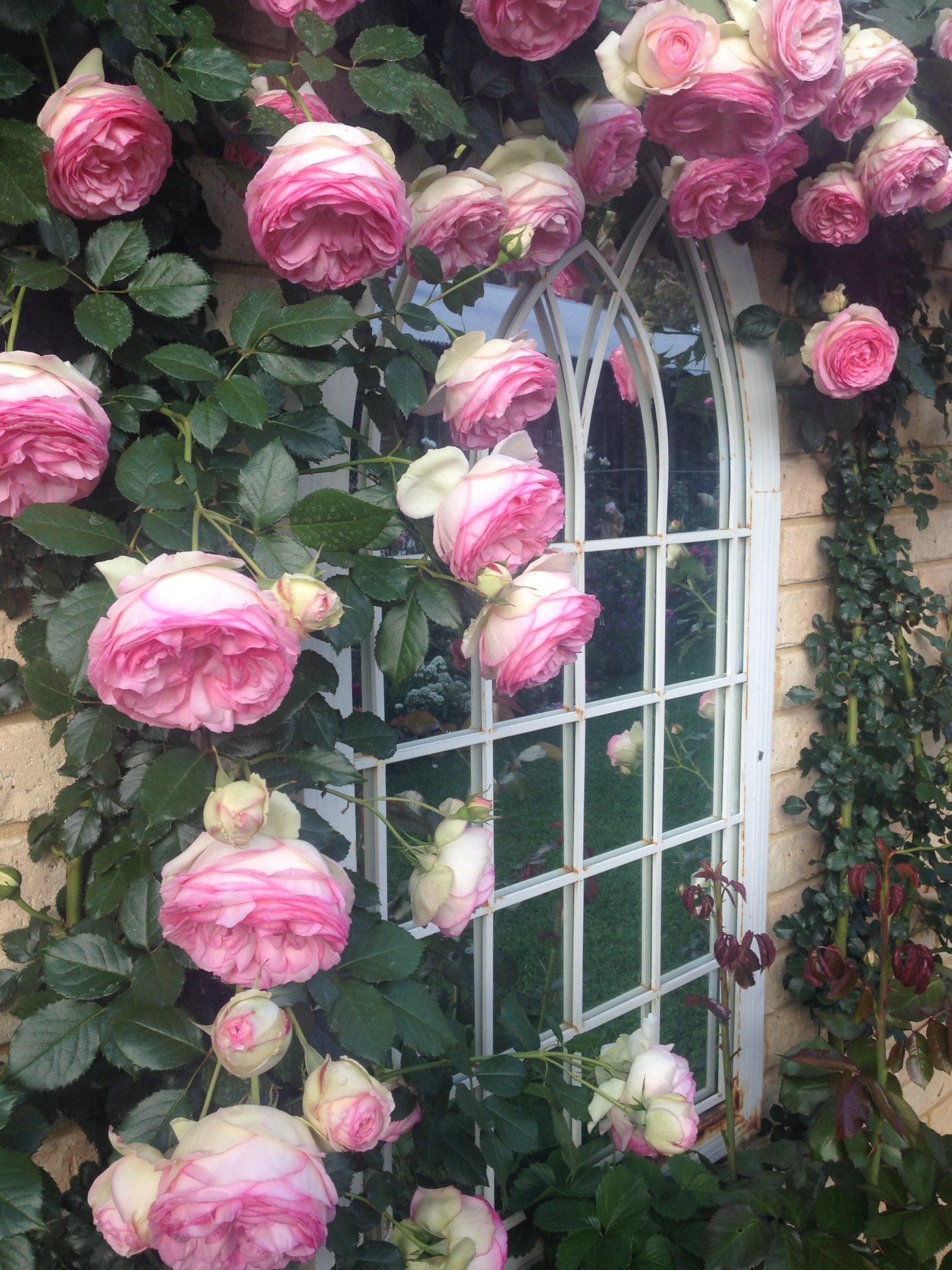 Pierre De Ronsard Melvilles Roses