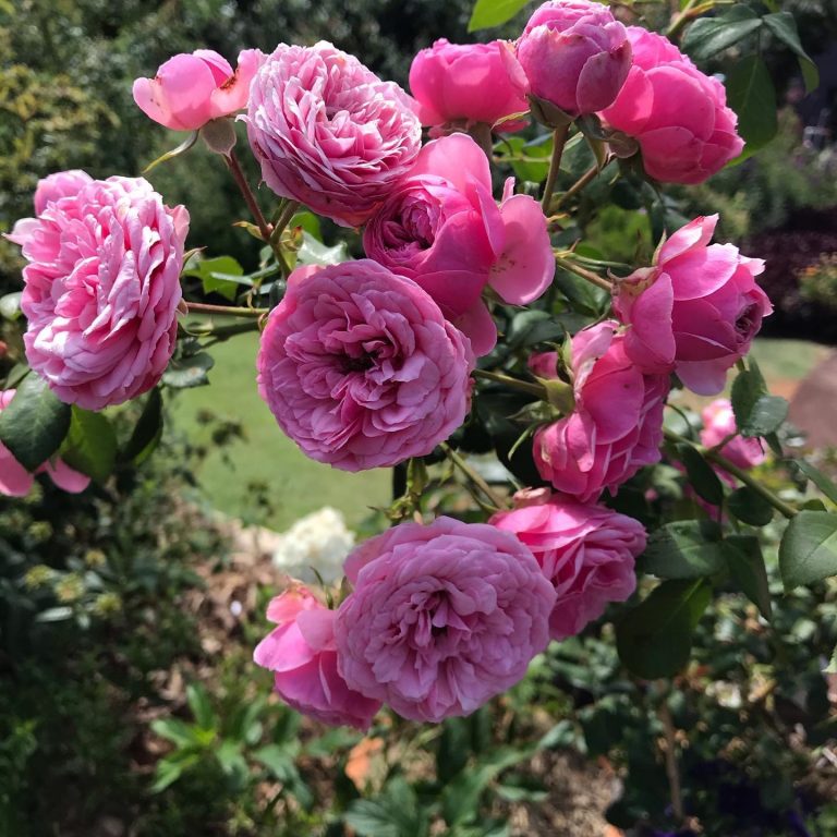 Pomponella – Melvilles Roses